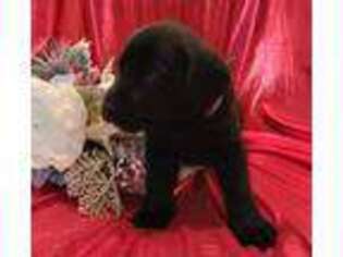 Labrador Retriever Puppy for sale in Robinson, PA, USA