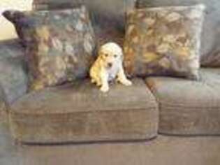 Golden Retriever Puppy for sale in Graham, WA, USA