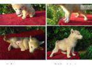 Wolf Hybrid Puppy for sale in Knoxville, TN, USA