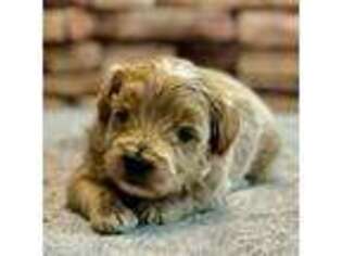Mutt Puppy for sale in Haltom City, TX, USA