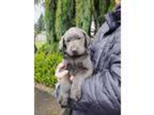 Labrador Retriever Puppy for sale in Vancouver, WA, USA