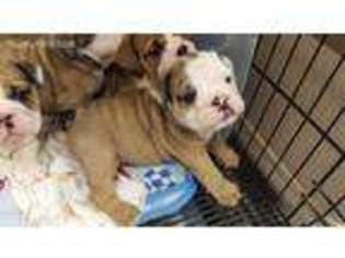 Bulldog Puppy for sale in Nebraska City, NE, USA