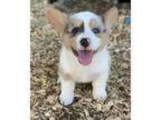 Pembroke Welsh Corgi Puppy for sale in Willcox, AZ, USA