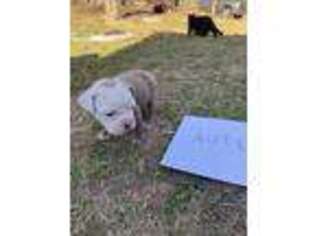 Olde English Bulldogge Puppy for sale in Springville, AL, USA