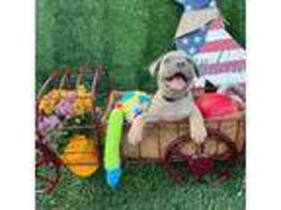 Cane Corso Puppy for sale in Rogersville, TN, USA
