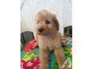 Labradoodle Puppy for sale in YUBA CITY, CA, USA