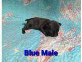 French Bulldog Puppy for sale in Howe, TX, USA