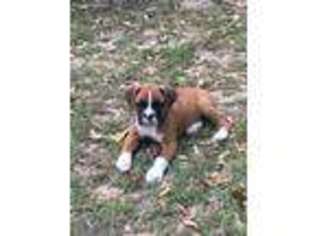 Boxer Puppy for sale in Lake Park, GA, USA