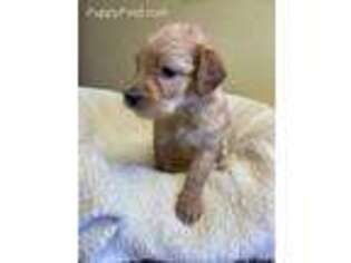 Goldendoodle Puppy for sale in Mc Cook, NE, USA