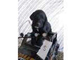 Bloodhound Puppy for sale in Elmo, UT, USA