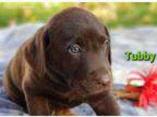 Labrador Retriever Puppy for sale in Hubbardston, MI, USA