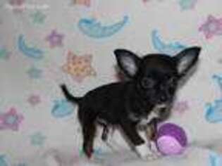 Chihuahua Puppy for sale in Millerstown, PA, USA