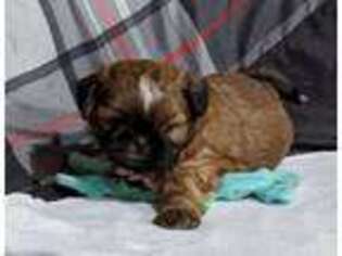 Mutt Puppy for sale in Webberville, MI, USA