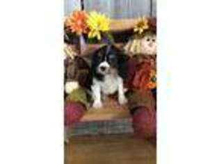 Cavalier King Charles Spaniel Puppy for sale in Peebles, OH, USA