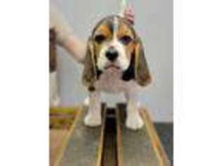 Beagle Puppy for sale in Randleman, NC, USA