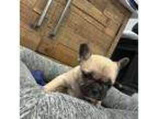 French Bulldog Puppy for sale in Hope, IN, USA