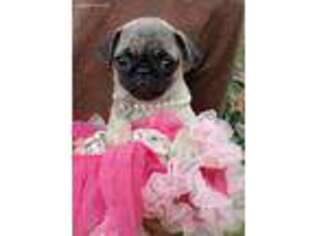 Pug Puppy for sale in Loxley, AL, USA