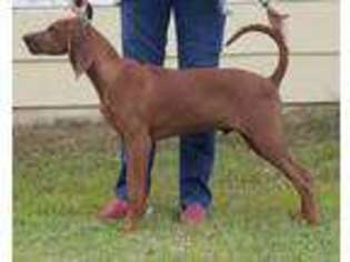 Redbone Coonhound Puppy for sale in Oklahoma City, OK, USA