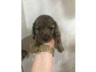 Dachshund Puppy for sale in Wray, GA, USA