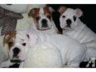 Bulldog Puppy for sale in STARKVILLE, MS, USA