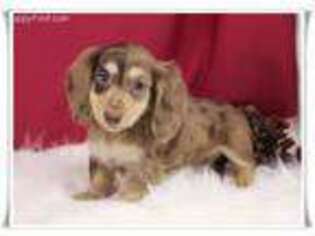 Dachshund Puppy for sale in Houston, MO, USA