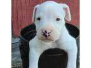 Dogo Argentino Puppy for sale in Mulberry, FL, USA