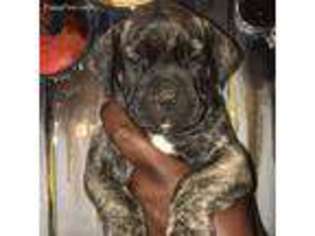 Boerboel Puppy for sale in Washington, DC, USA