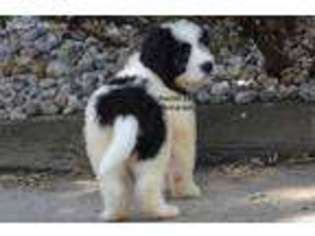 Saint Berdoodle Puppy for sale in Millersburg, IN, USA