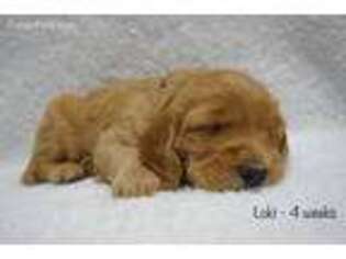 Goldendoodle Puppy for sale in Jenison, MI, USA
