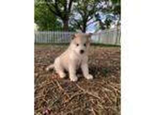 Alaskan Malamute Puppy for sale in Frankfort, KY, USA