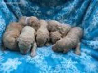 Goldendoodle Puppy for sale in Bluff City, TN, USA