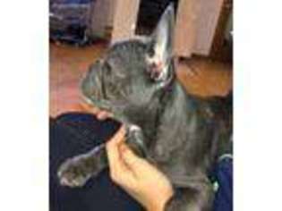 French Bulldog Puppy for sale in Frisco, TX, USA