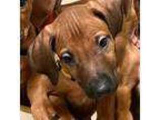 Rhodesian Ridgeback Puppy for sale in Denton, TX, USA