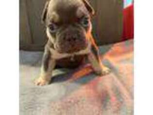 French Bulldog Puppy for sale in Dunnellon, FL, USA