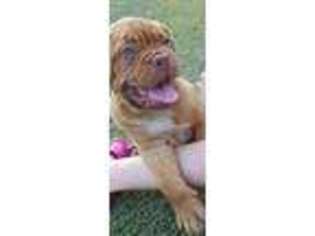 Mastiff Puppy for sale in Scurry, TX, USA