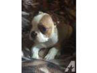 Boston Terrier Puppy for sale in ESTACADA, OR, USA