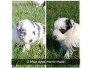 Miniature Australian Shepherd Puppy for sale in Patton, MO, USA