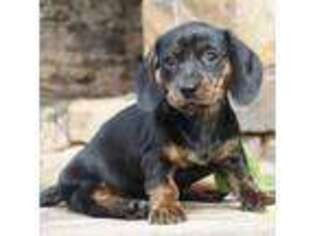 Dachshund Puppy for sale in Newport, PA, USA