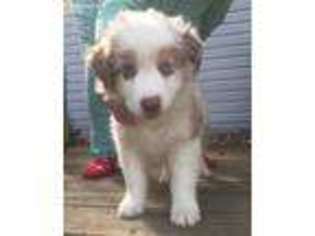 Australian Shepherd Puppy for sale in North Lawrence, OH, USA