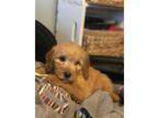 Goldendoodle Puppy for sale in Malta, ID, USA