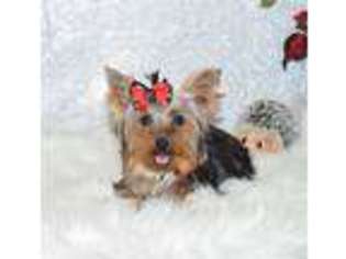 Yorkshire Terrier Puppy for sale in Winterset, IA, USA