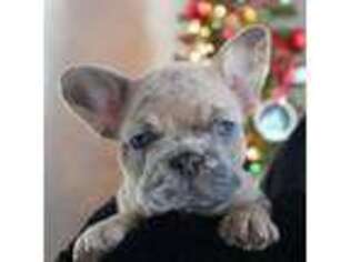 French Bulldog Puppy for sale in Allen, TX, USA