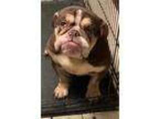 Bulldog Puppy for sale in West Memphis, AR, USA