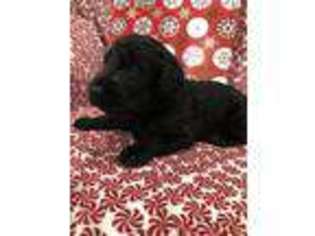 Labradoodle Puppy for sale in Fremont, OH, USA