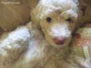 Mutt Puppy for sale in Charlestown, RI, USA