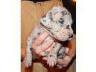 Great Dane Puppy for sale in Spraggs, PA, USA