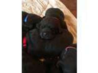 Labrador Retriever Puppy for sale in Taylorsville, MS, USA
