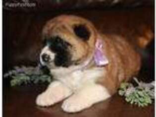 Akita Puppy for sale in Caulfield, MO, USA