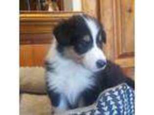 Collie Puppy for sale in Georgetown, CA, USA