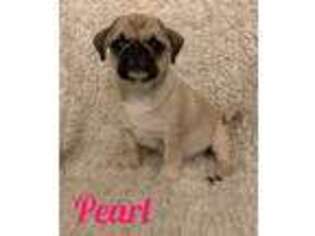 Pug Puppy for sale in Denver, CO, USA